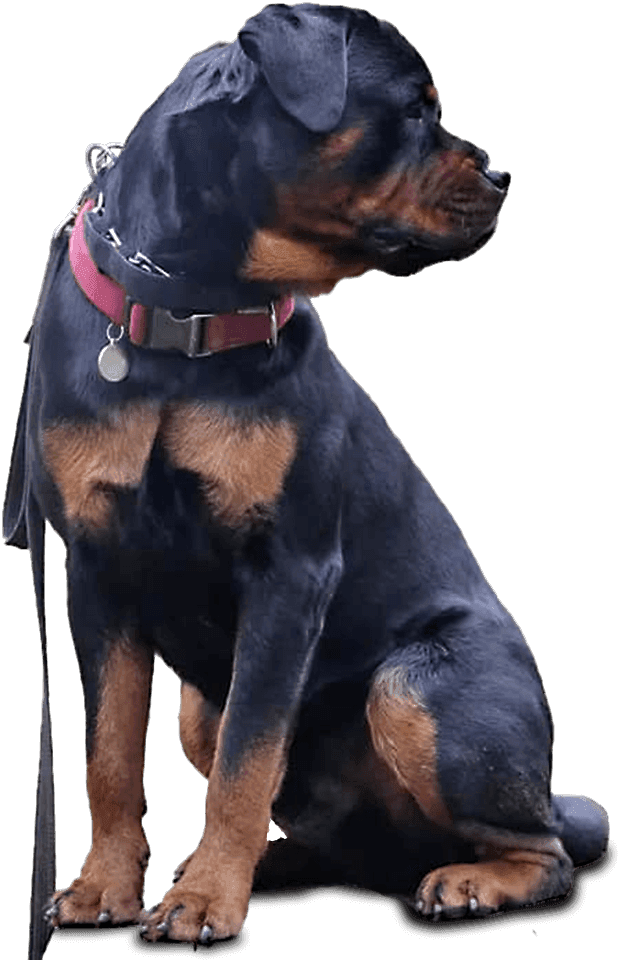 Assisi Dog Training can help with a wide range of behavioural problems