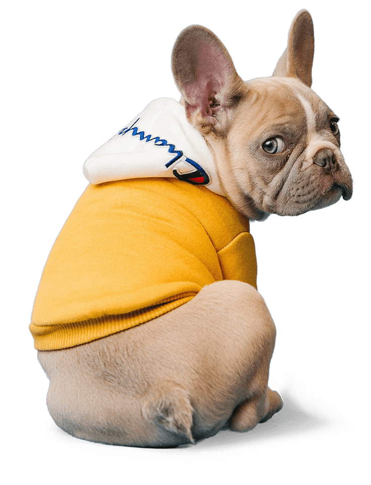 dog-training-15 Assisi Dog Training runs a number of specialist and bespoke courses for your pets