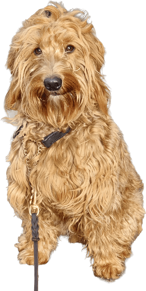 assisi-dog-training3 Dog Training at Assisi